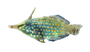 Longnose trigger filefish