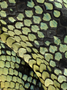 Kinabalu Pit Viper