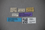 3048671 Thinobius nitidulus ST labels IN