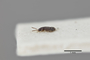 3048671 Thinobius nitidulus ST p IN