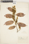 Couepia racemosa Benth. ex Hook. f., Brazil, A. Ducke 407, F