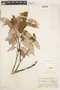 Couepia racemosa Benth. ex Hook. f., Brazil, B. A. Krukoff 4913, F
