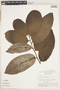 Couepia subcordata Benth. ex Hook. f., Brazil, G. T. Prance 8146, F