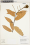 Licania majuscula Sagot, Guyana, B. Hoffman 3717, F