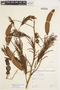 Senegalia lacerans (Benth.) Seigler & Ebinger, BRAZIL, F