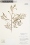 Senegalia multipinnata (Ducke) Seigler & Ebinger, BRAZIL, F