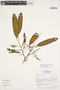 Senegalia multipinnata (Ducke) Seigler & Ebinger, BRAZIL, F