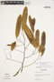 Senegalia multipinnata (Ducke) Seigler & Ebinger, PERU, F