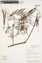 Senegalia multipinnata (Ducke) Seigler & Ebinger, PERU, F