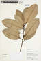 Pouteria elegans (A. DC.) Baehni, Peru, M. Rimachi Y. 10534, F