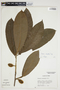 Pouteria nudipetala T. D. Penn., Peru, M. Rimachi Y. 3106, F