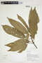 Pouteria plicata T. D. Penn., Peru, M. Rimachi Y. 9008, F