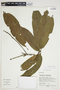 Pouteria plicata T. D. Penn., Peru, M. Rimachi Y. 10433, F
