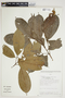 Pouteria reticulata subsp. reticulata, Peru, A. H. Gentry 43807, F