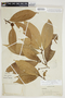 Pouteria reticulata subsp. reticulata, Peru, G. Klug 3899, F