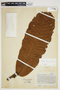 Pradosia cuatrecasasii (Aubrév.) T. D. Penn., Colombia, J. Cuatrecasas 16560, F
