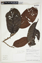 Sarcaulus wurdackii Aubrév., Peru, R. Rojas 638, F