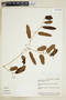 Cissus campestris (Baker) Planch., Brazil, N. Bastos 23, F