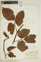 Cissus colombiensis Lombardi, Brazil, R. de Lemos Fróes 20945, F