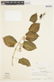 Cissus verticillata (L.) Nicolson & C. E. Jarvis, Colombia, T. C. Plowman 2278, F