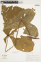 Sterculia pruriens (Aubl.) K. Schum., Peru, A. H. Gentry 21131, F