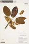 Sterculia rugosa R. Br., Guyana, S. A. Mori 8143, F
