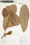Theobroma grandiflorum (Willd. ex Spreng.) K. Schum., Peru, J. Schunke Vigo 14546, F