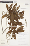 Trichospermum grewiifolium (A. Rich.) Kosterm., PERU, R. Vasquez 6902, F