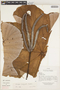 Cecropia marginalis Cuatrec., Ecuador, D. Irvine DI210, F