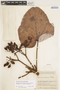 Pourouma bicolor subsp. chocoana (Standl.) C. C. Berg & Heusden, Colombia, J. Cuatrecasas 16315, F