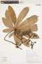 Pourouma cecropiifolia Mart., Bolivia, I. G. Vargas C. 1185, F