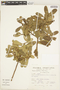 Myrsine sessiliflora (Mez) Pipoly, Peru, S. Llatas Quiroz 1559, F