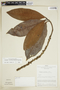 Stylogyne cauliflora (Mart. & Miq.) Mez, Peru, J. Schunke Vigo 2134, F