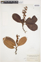 Byrsonima crassifolia (L.) Kunth, Colombia, Herb. H. Smith 315, F