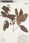 Heteropterys orinocensis (Kunth) A. Juss., Brazil, N. A. Rosa 1913, F