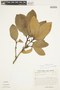 Chrysophyllum lucentifolium Cronquist, Venezuela, J. de Bruijn 1723, F
