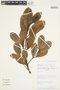 Chrysophyllum pomiferum (Eyma) T. D. Penn., Venezuela, B. K. Holst 2730, F
