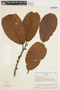 Chrysophyllum sanguinolentum subsp. balata (Ducke) T. D. Penn., Venezuela, J. A. Steyermark 75068, F