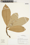 Ecclinusa ramiflora Mart., Brazil, W. W. Thomas 4709, F