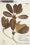 Manilkara subsericea (Mart.) Dubard, Brazil, G. G. Hatschbach 19440, F