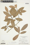 Pouteria cuspidata subsp. cuspidata, Brazil, D. Campbell 22322, F