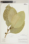 Ficus maxima Mill., Peru, M. O. Dillon 6287, F