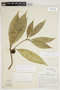 Ficus maximoides C. C. Berg, Peru, J. Schunke Vigo 4146, F