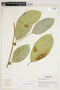 Ficus ulei Rossberg, Peru, M. Rimachi Y. 1145, F