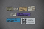 3048678 Trogophloeus brasilianus ST labels IN