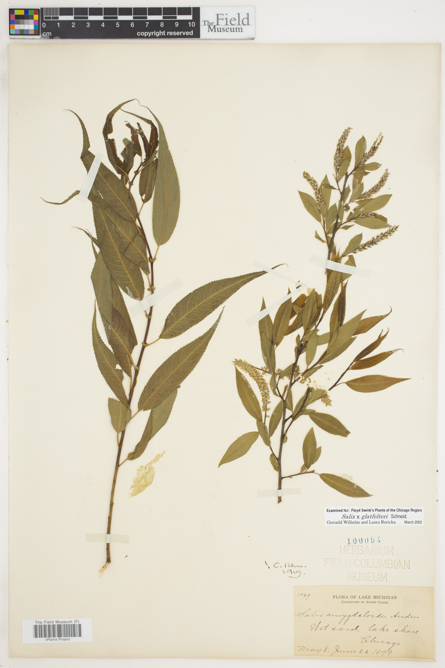 Salix glatfelteri image