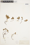Salix herbacea image