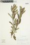 Salix candida Flüggé ex Willd., U.S.A., G. W. Argus 11351, F