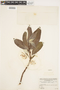 Salix alaxensis var. longistylis image