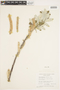 Salix alaxensis image